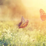 Schmetterlinge auf der Wiese