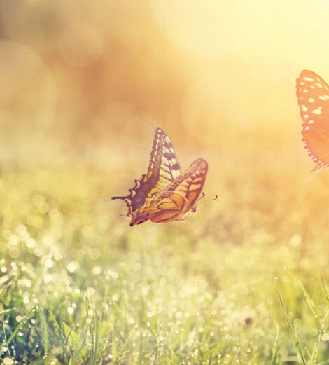 Schmetterlinge auf der Wiese