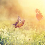 Schmetterlinge auf der Wiese