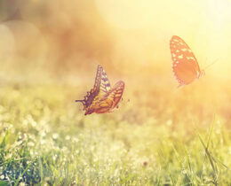 Schmetterlinge auf der Wiese
