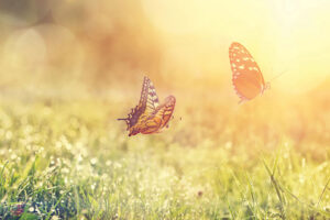Schmetterlinge auf der Wiese