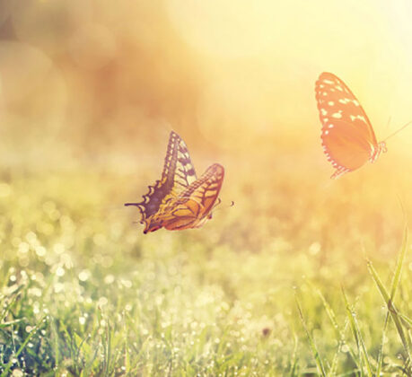 Schmetterlinge auf der Wiese