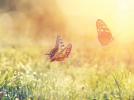 Schmetterlinge auf der Wiese